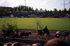 
H1115.jpg